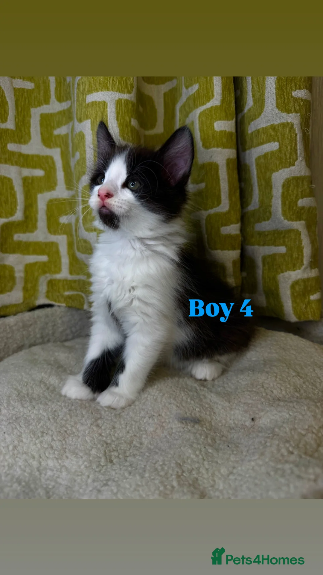 Mixed Breed cats for sale: 🐾 Beautiful Kittens Looking for Loving Homes 🐾 - Advert 9