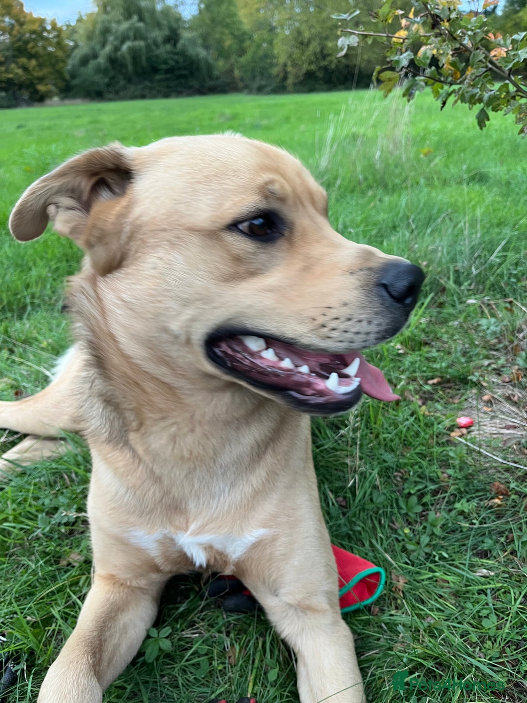 Mixed Breed dogs for sale: Max 11 month - Male  - Image 12