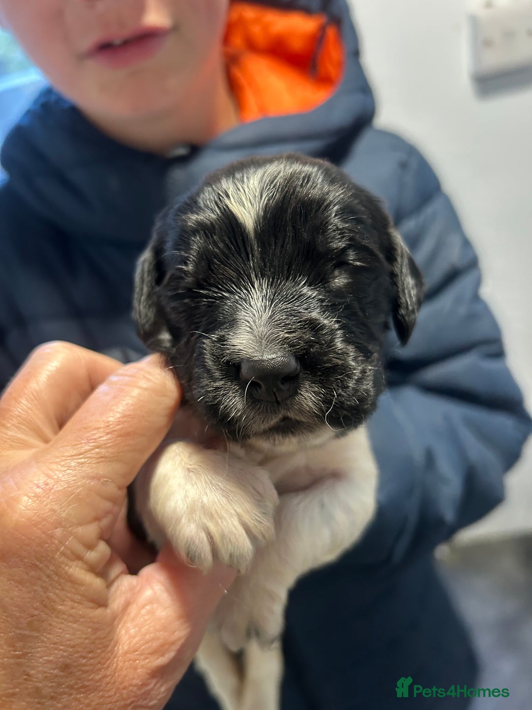 English Springer Spaniel dogs for sale: KC registered Springer spaniels puppies  - Image 28