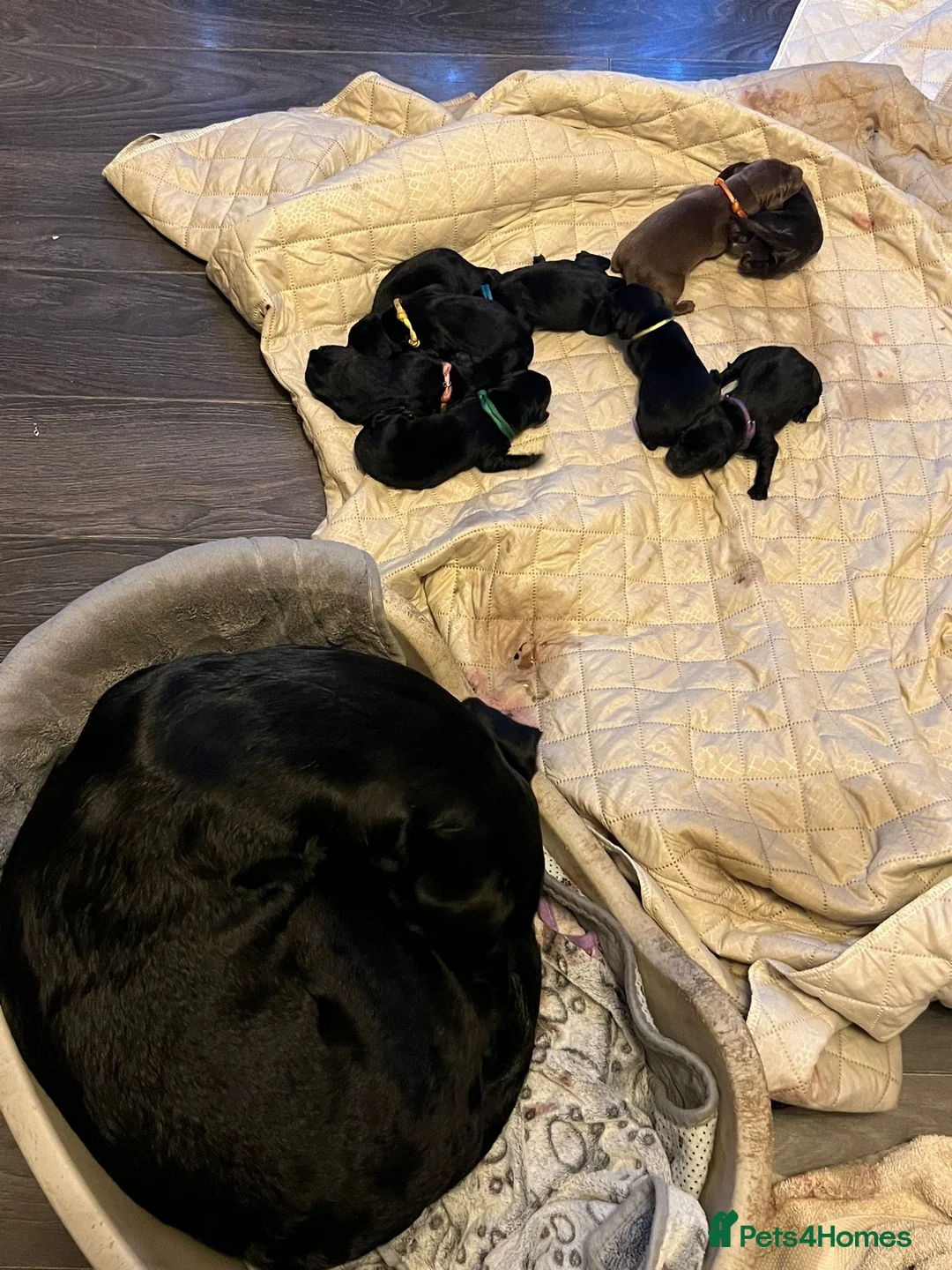 Mixed Breed dogs for sale: Labrador retriever cross - Advert 5