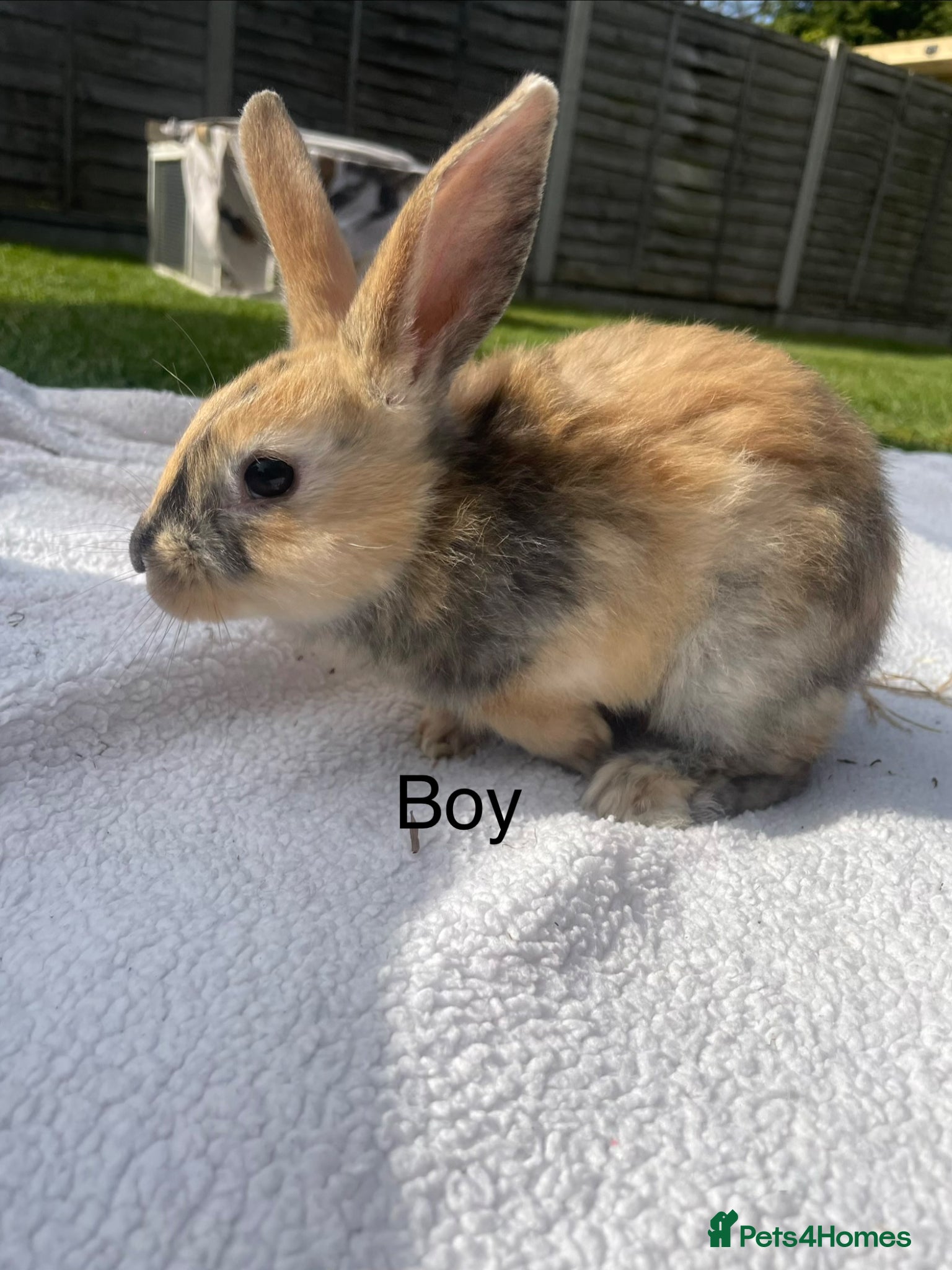Mixed Breed rabbits Lop x Himalayan bunnies  - Advert 8