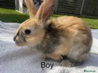 Mixed Breed rabbits Lop x Himalayan bunnies - Advert 8