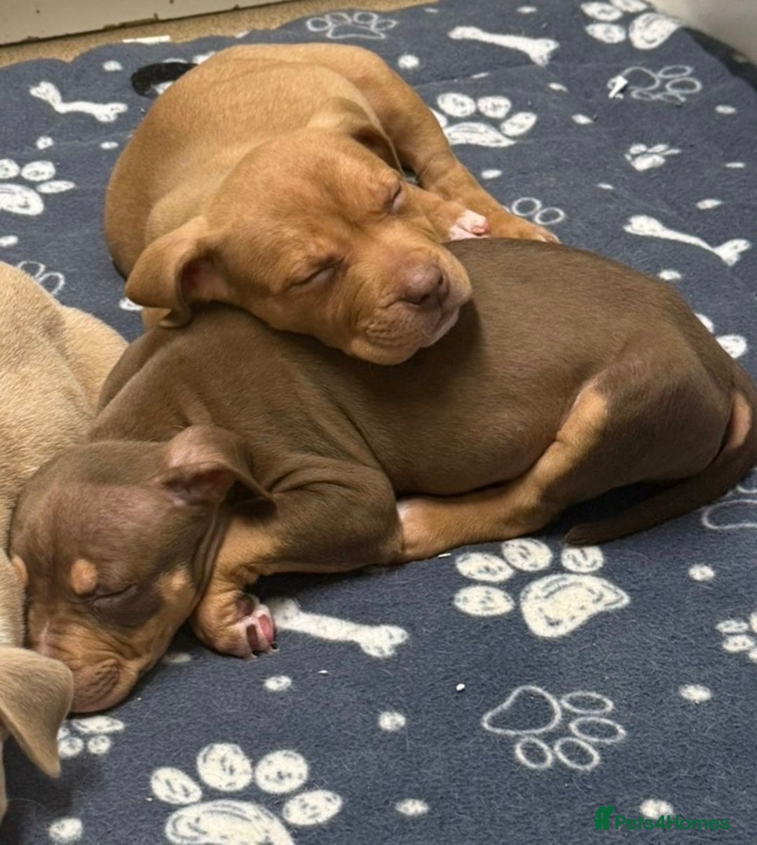 American Bull Staffy dogs for sale: American bull dog - Advert 3