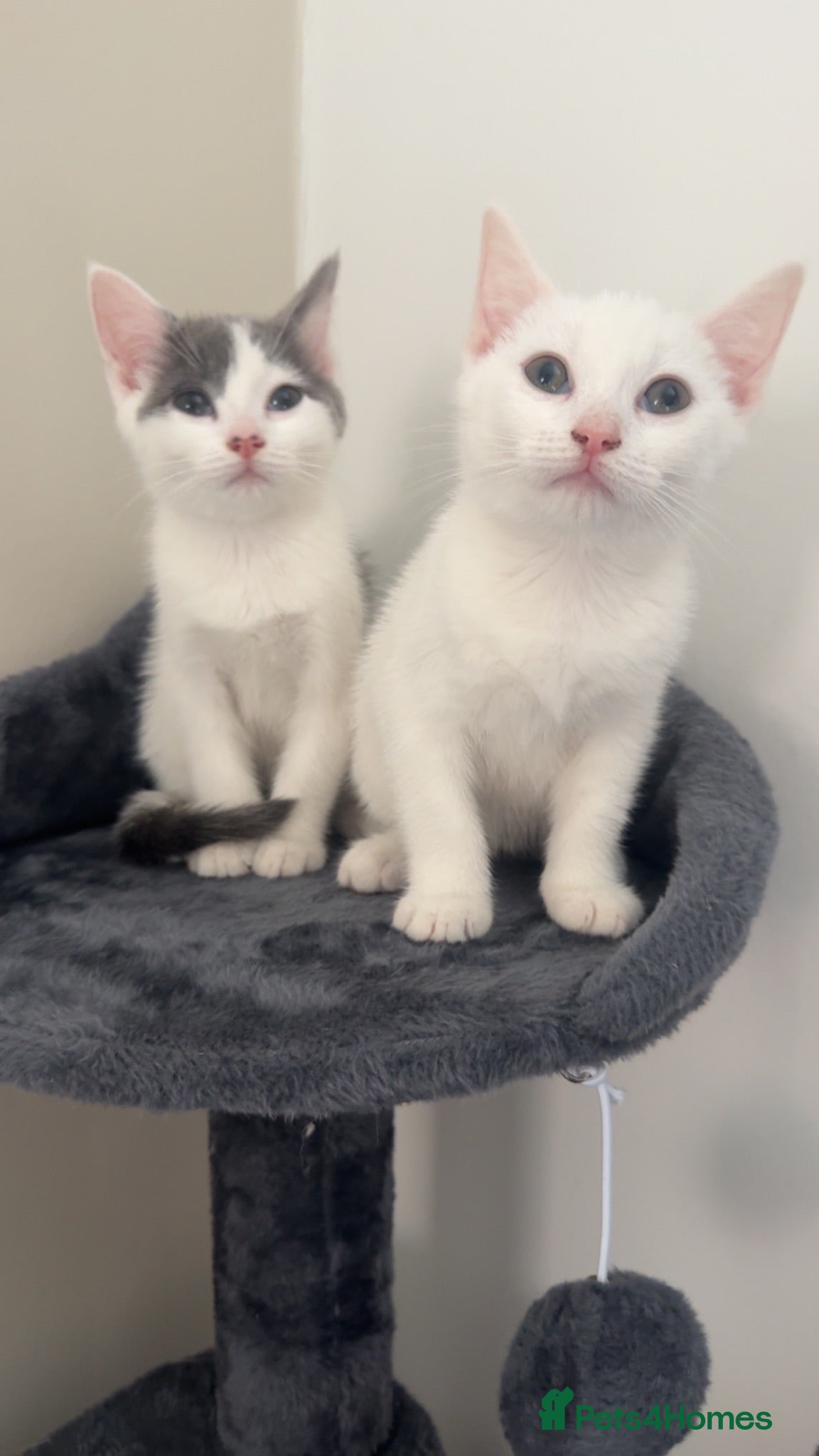 Mixed Breed cats 2 mixed breed kittens for rehoming - Advert 1