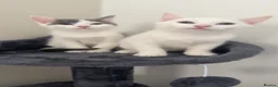 Mixed Breed cats for sale: 2 mixed breed kittens for rehoming - Advert 1