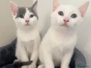 Mixed Breed cats 2 mixed breed kittens for rehoming - Advert 1