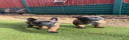 Belgian Shepherd Dog dogs for sale: 4 BELGIAN MALINOIS PUPPIES AVAILABLE - Advert 8