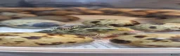 Quail poultry for sale: 🐣 Live Jumbo Coturnix Quail Chicks – Ready Now!  - Advert 14