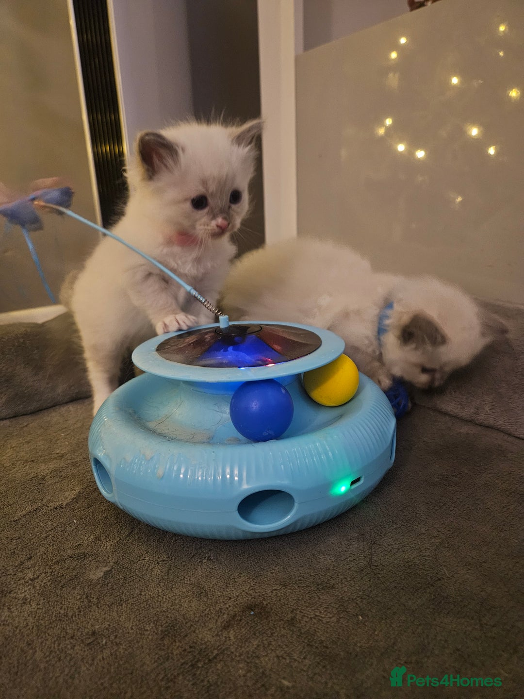 Ragdoll cats for sale: Baby girl and boy ragdoll kittens - Advert 21