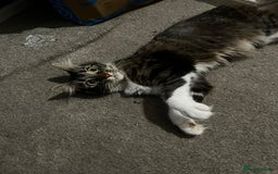 Mixed Breed cats for sale: Pls Rehome Our Girl x - Image 4