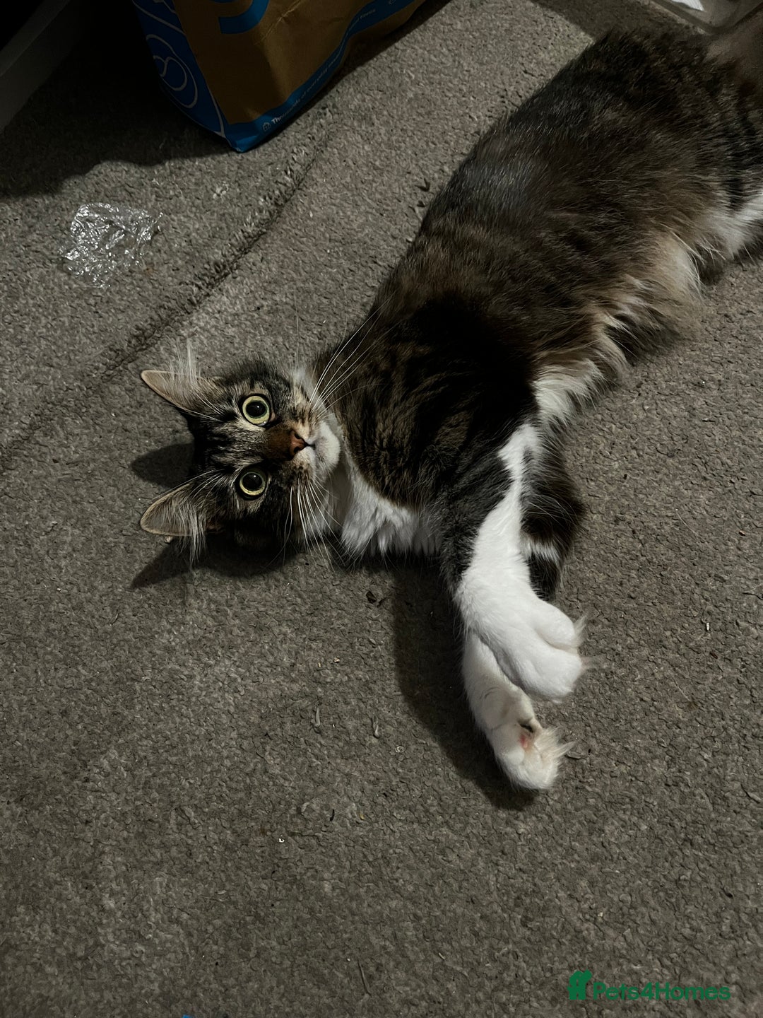 Mixed Breed cats for sale: Pls Rehome Our Girl x - Image 4