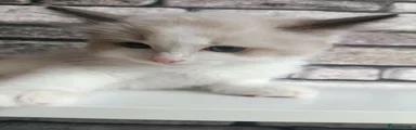 Ragdoll 3