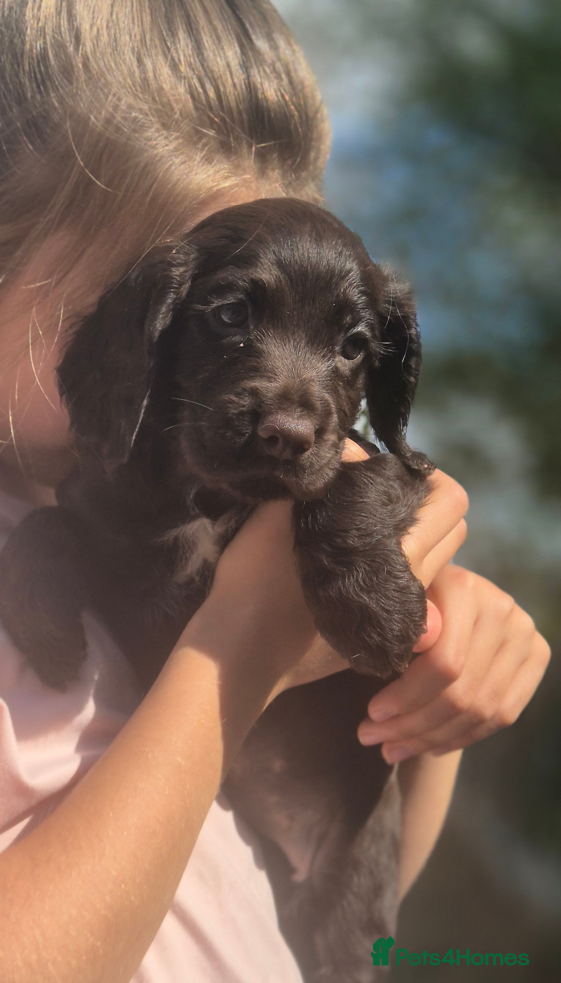 Sprocker dogs Working Sprocker Chocolate Puppies for sale - Advert 2