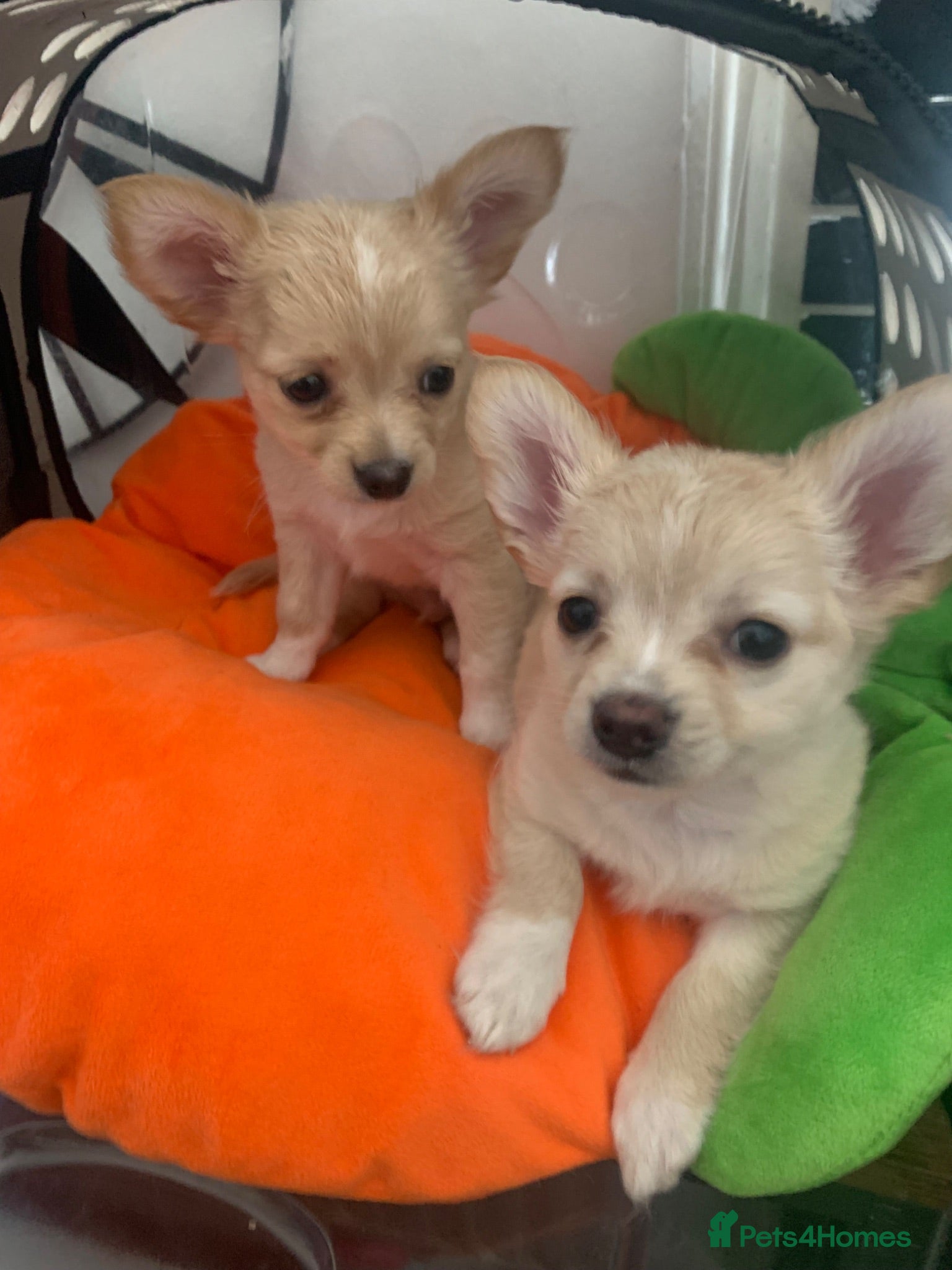 Chihuahua dogs Playful chihuahua pups - Camberwell - microchipped - Advert 20