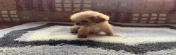 Cavalier King Charles Spaniel dogs for sale: Adorable Cavalier King Charles x Mini Poodle Pups - Advert 7