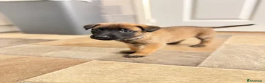 Belgian Shepherd Dog 7