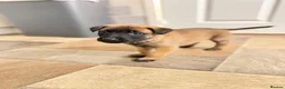 Belgian Shepherd Dog dogs for sale: Beautiful KC Registered Belgian Malinois Puppies - Advert 13