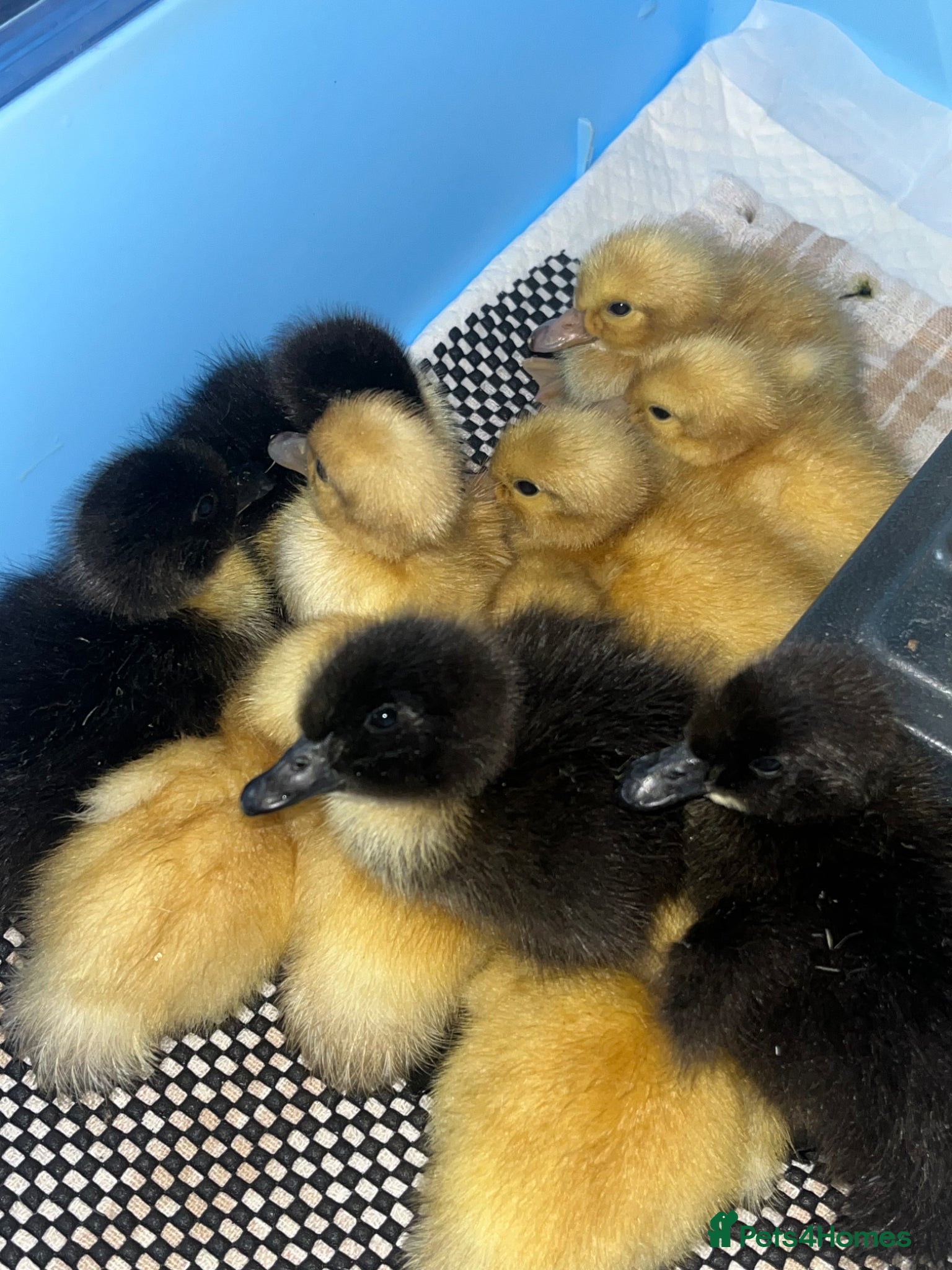 Ducks poultry Day Old Pure Breed Ducklings - Advert 6