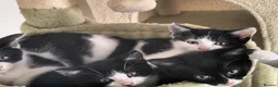 Mixed Breed cats for sale: 3 Beautiful Loving Kittens 2Months Old 2Girls 1Boy in Rugby - Advert 2