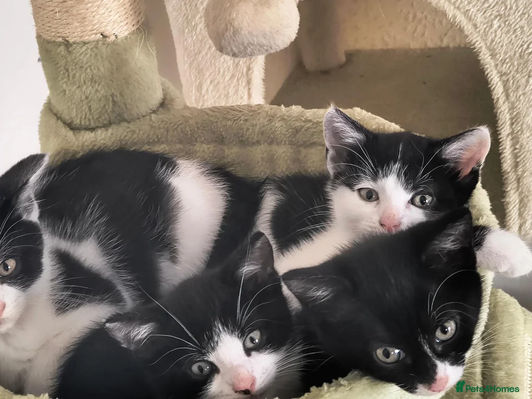 Mixed Breed cats for sale: 3 Beautiful Loving Kittens 2Months Old 2Girls 1Boy in Rugby - Advert 2