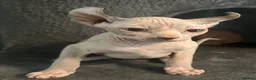 Sphynx cats for sale: Last unique split face girl with elf ears!💛 - Advert 11