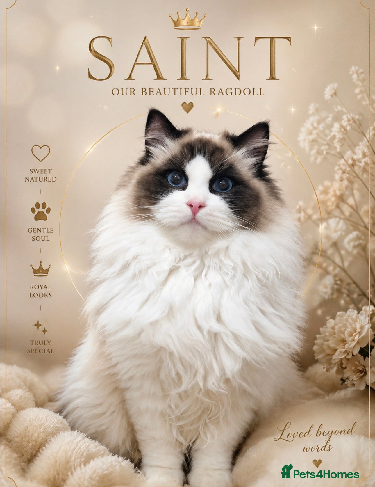 Ragdoll cats Beautiful Ragdoll STUD  - Advert 14