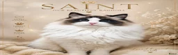 Ragdoll cats for stud: Beautiful Ragdoll STUD  - Advert 1