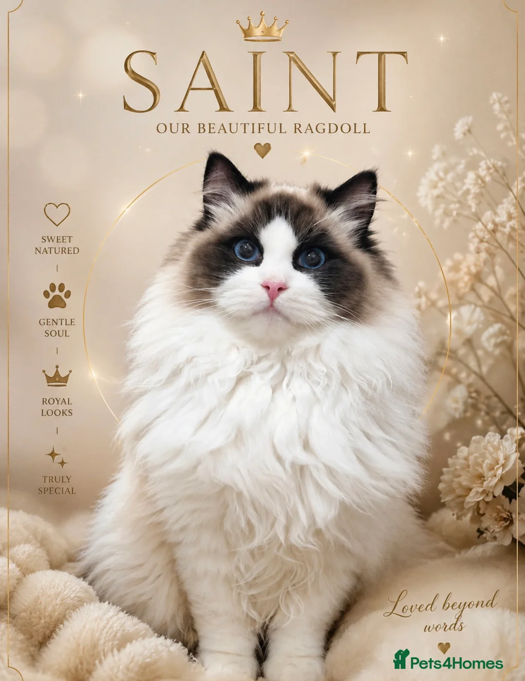 Ragdoll cats for stud: Beautiful Ragdoll STUD  - Advert 1