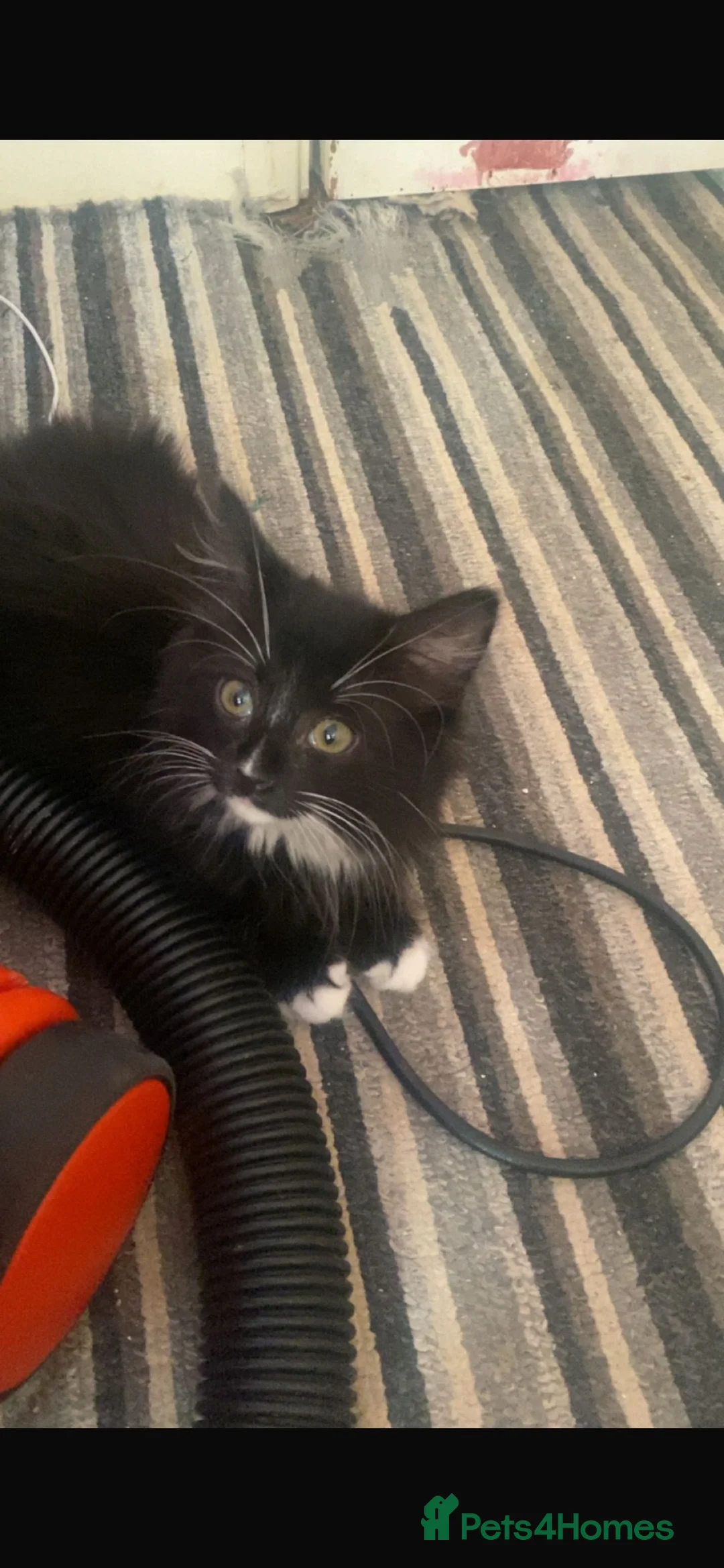 Mixed Breed cats for sale: 2 little boys  in Mansfield - Advert 2