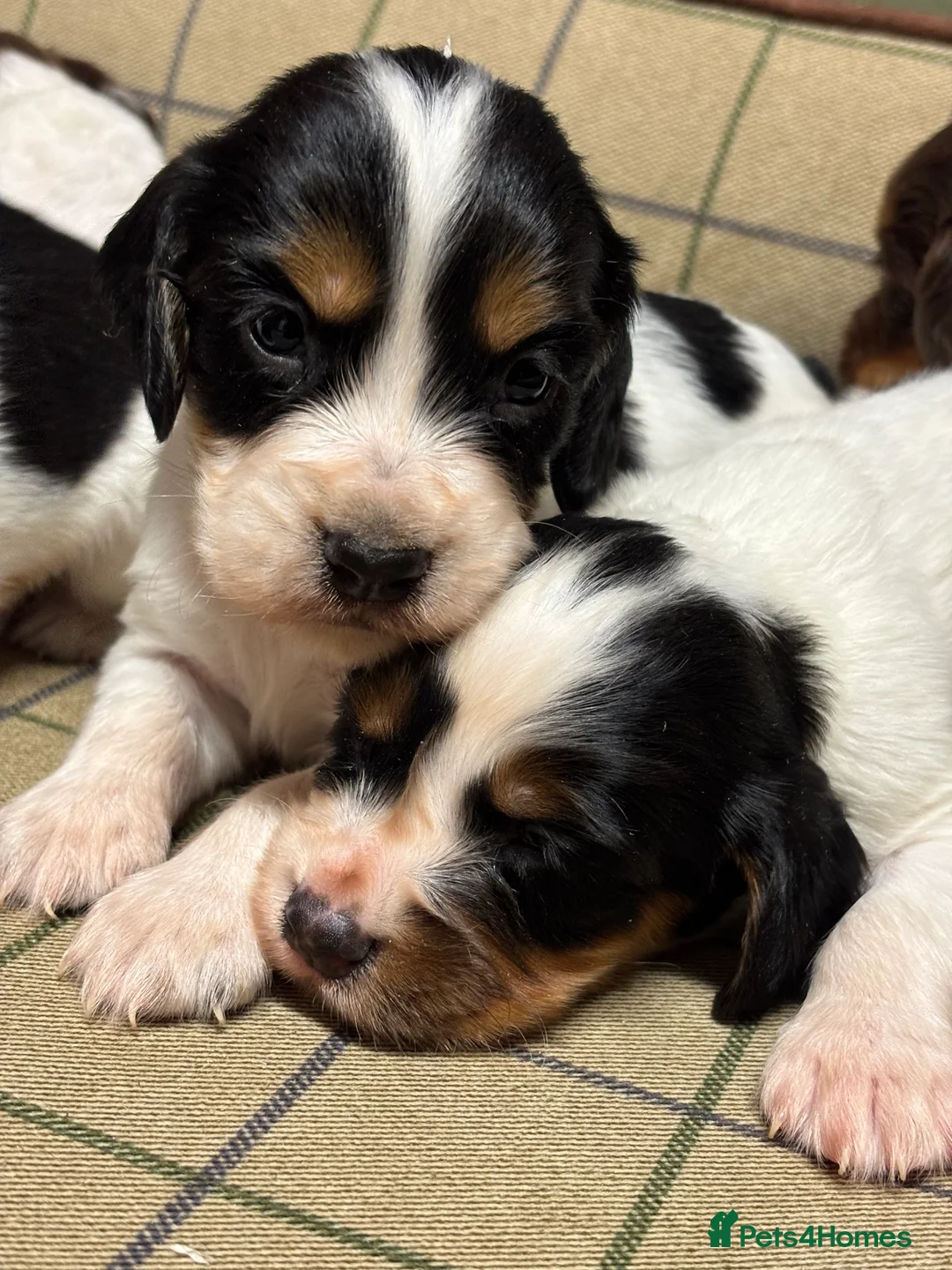 Cocker Spaniel dogs for sale: Stunning Cocker Spaniel Puppies  - Advert 4