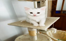 Turkish Angora cats for sale: Kitten Turkish angora  - Image 2
