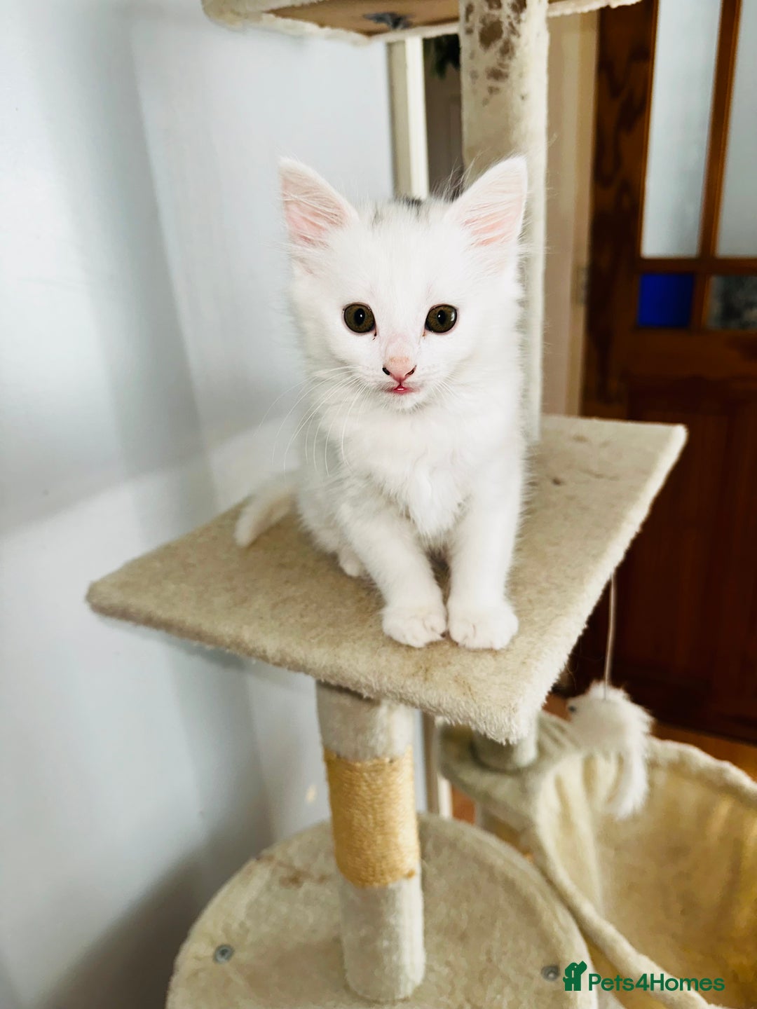Turkish Angora cats for sale: Kitten Turkish angora  - Image 2