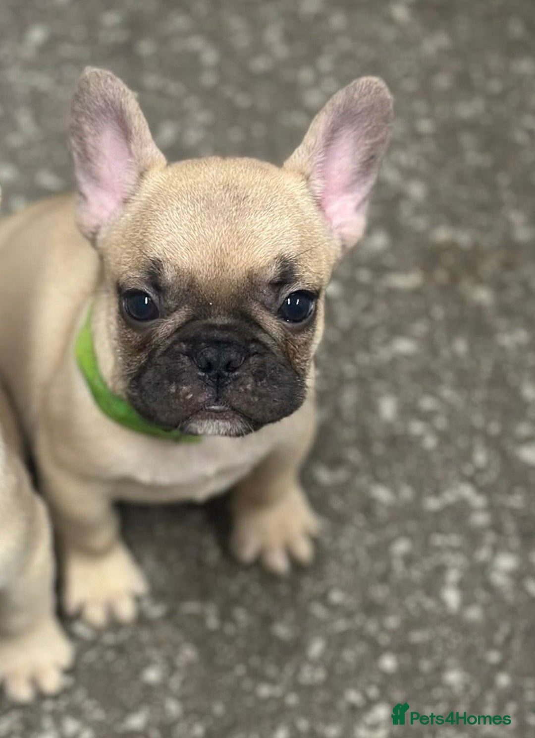 French Bulldog dogs for sale: 🐾 Beautiful French Bulldog Puppies 🐶 - Image 6