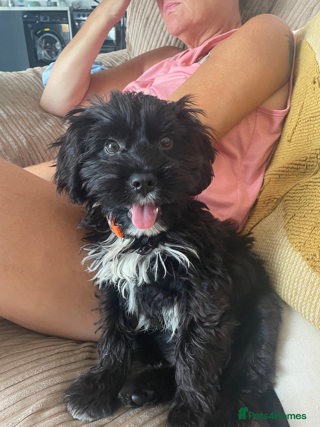 Cockapoo dogs for sale: Manny  - Image 9