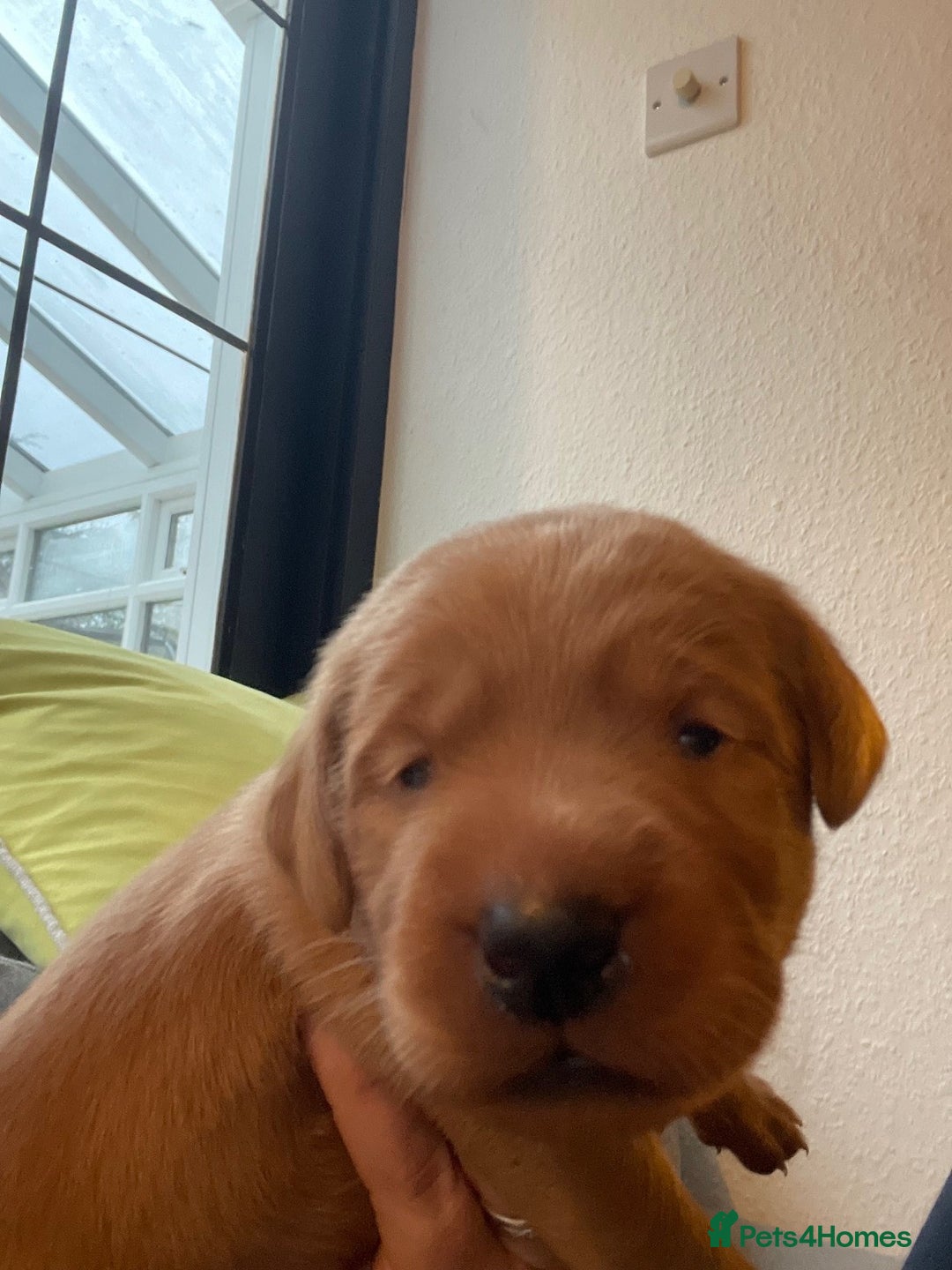 Labrador Retriever dogs for sale: Lovely fox red Labrador puppies  - Image 6