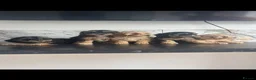Cavapoo dogs for sale: Top quality toy Cavapoo puppies  - Advert 6