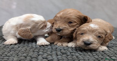 Cockapoo dogs - Advert 4