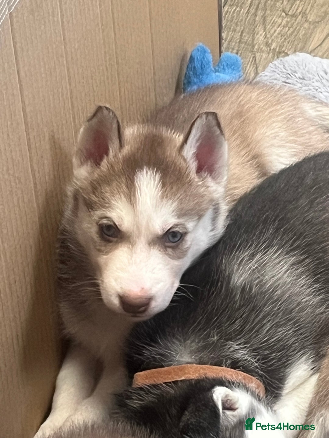 Siberian Husky dogs for sale: Siberian Husky puppies  - Advert 10