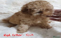 Toy Poodle dogs for sale: Pedigree Toy poodle puppies ready this weekend - Image 14