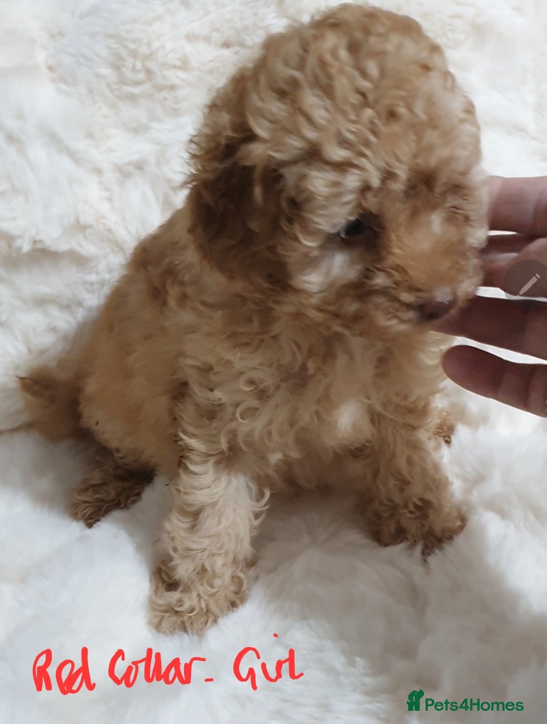Toy Poodle dogs for sale: Pedigree Toy poodle puppies ready this weekend - Image 14