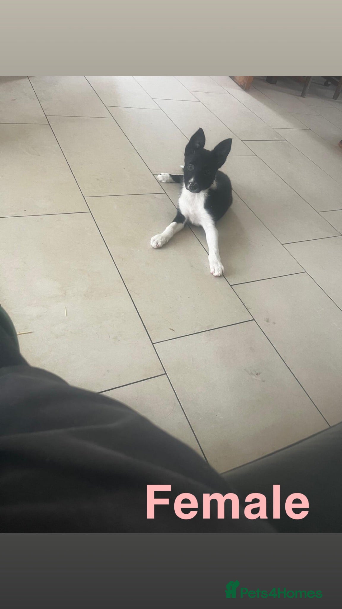 Border Collie dogs Gorgeous litter of border collie puppies  - Advert 1