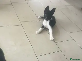Border Collie dogs Gorgeous litter of border collie puppies - Advert 1