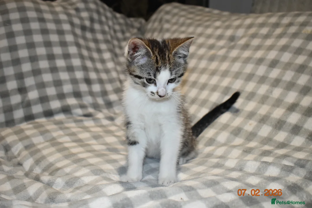 Mixed Breed cats for sale: 3 kittens for sale  - Advert 15
