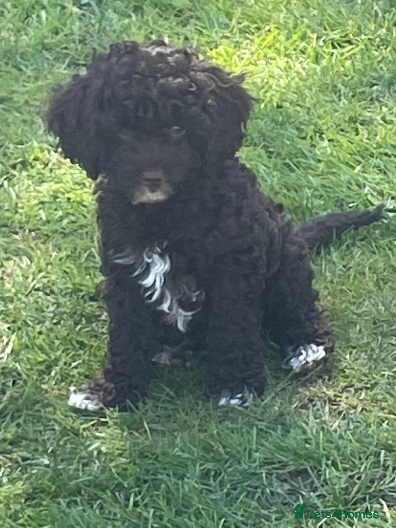 Cavapoo dogs F1 CHOCOLATE Cavapoo’s EXTENSIVELY H/T - Advert 16