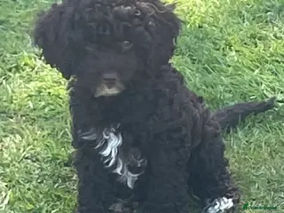 Cavapoo dogs F1 CHOCOLATE Cavapoo’s EXTENSIVELY H/T - Advert 16