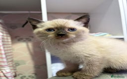 British Shorthair cats for sale: Luna’s Litter 🩶 - Image 14