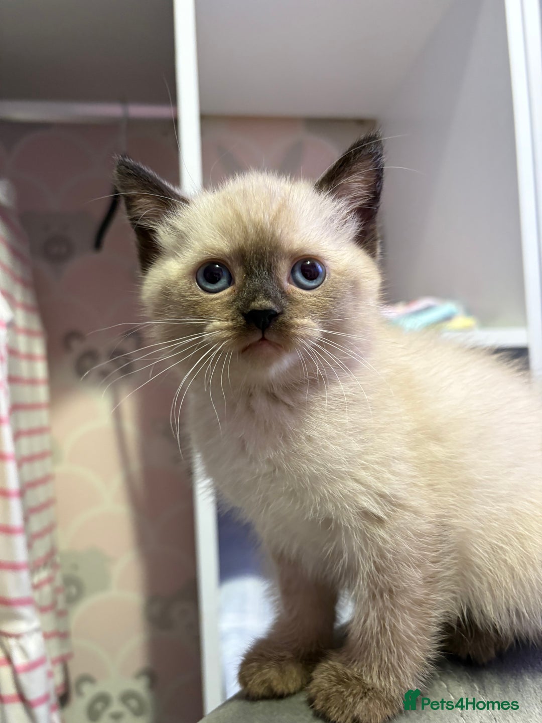 British Shorthair cats for sale: Luna’s Litter 🩶 - Image 14