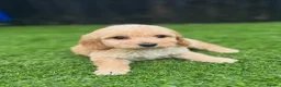 Cockapoo dogs for sale: Beautiful cockerpoo puppies - Advert 8