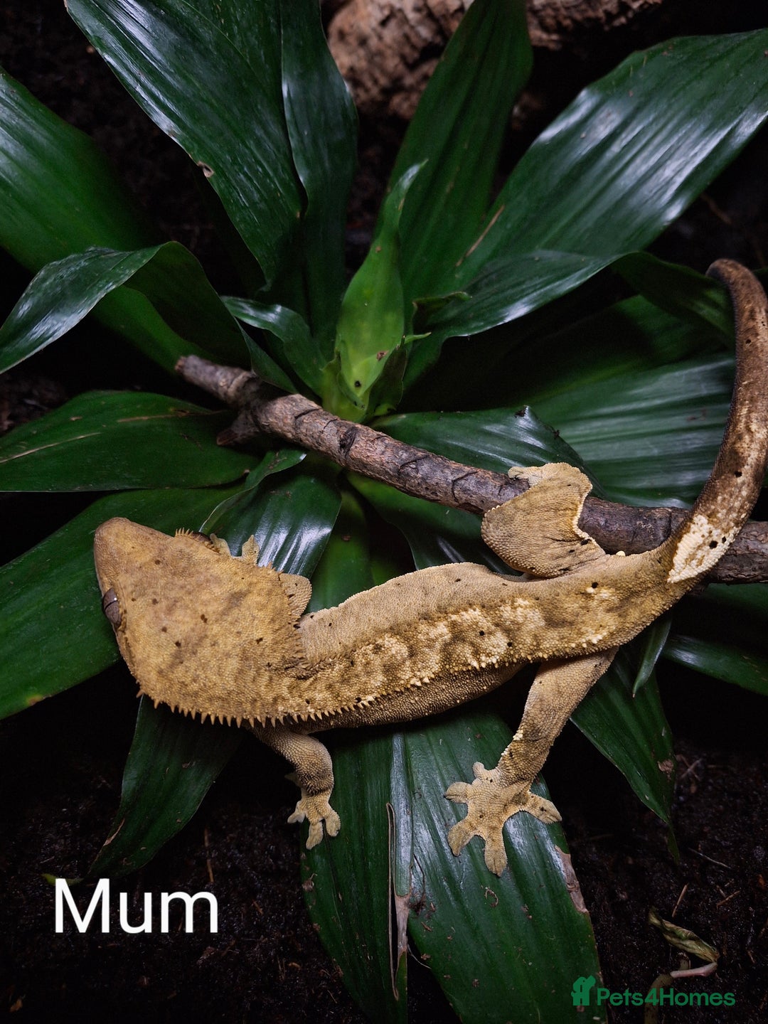 Gecko reptiles for sale: Baby crested geckos  in Doncaster - Image 11