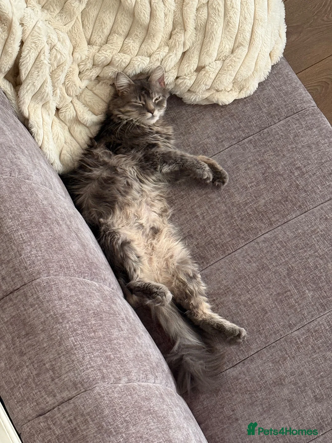 Mixed Breed cats for sale: Fluffy cat  in Southampton - Advert 1
